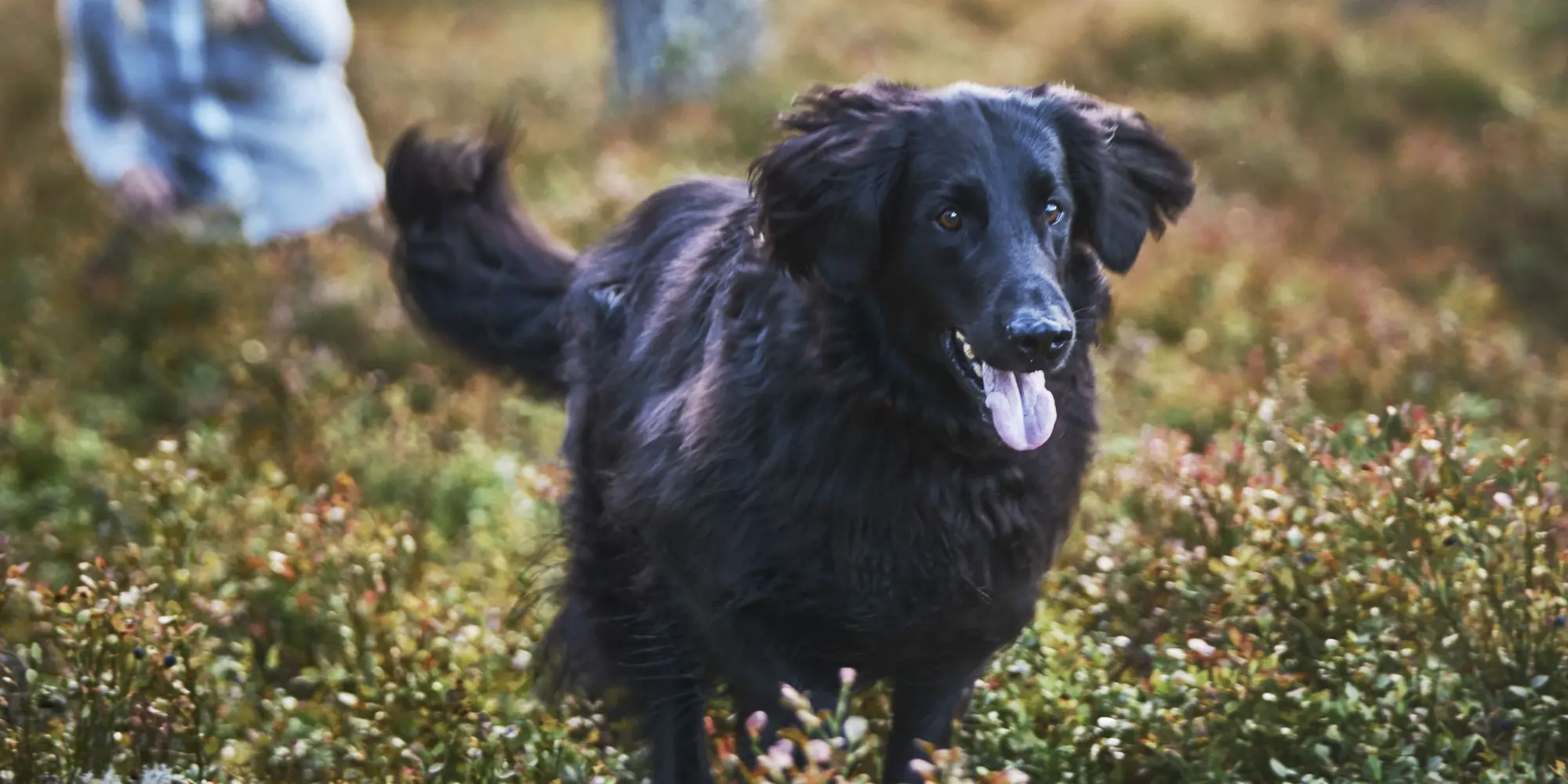 Hund i skogen Foto: Patrik Svedberg