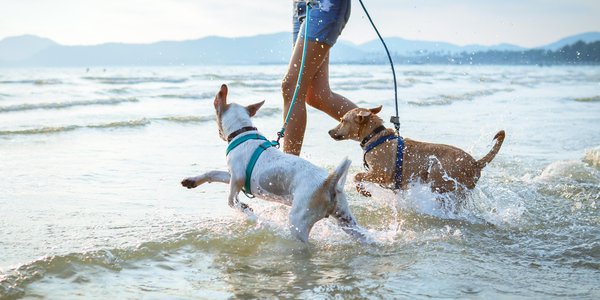 Vattenaktiviteter med din hund