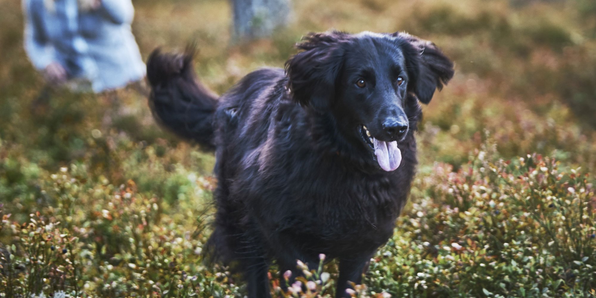 Hund i skogen Foto: Patrik Svedberg