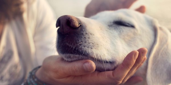 Utmana luktsinnet hos din hund  med nosework kurs medborgarskolan