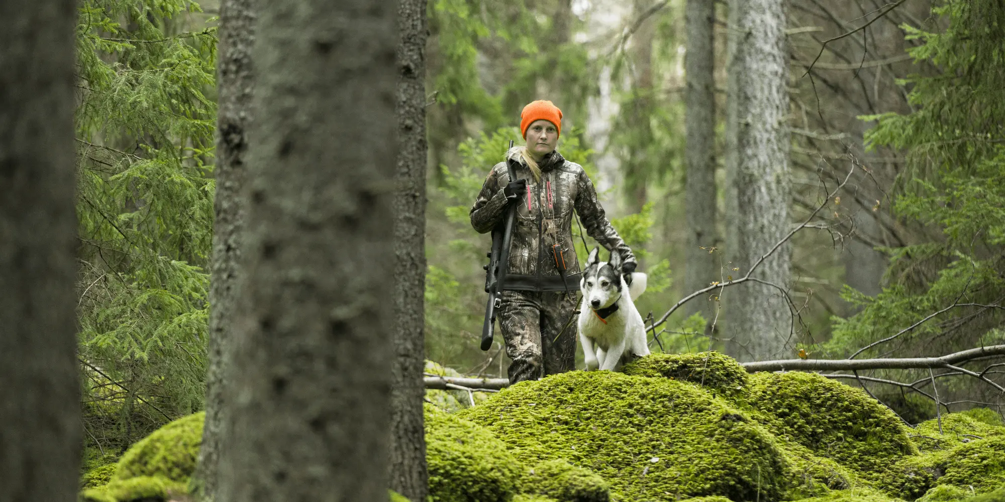 Person i kamouflagekläder och orange mössa går med en hund i en mossig granskog.