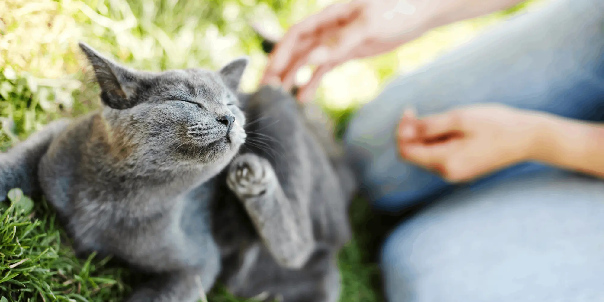 Grå katt njuter av att bli kliad utomhus