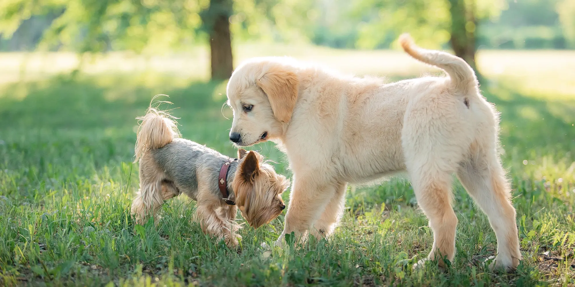 guida din hund till trygga hundmöten