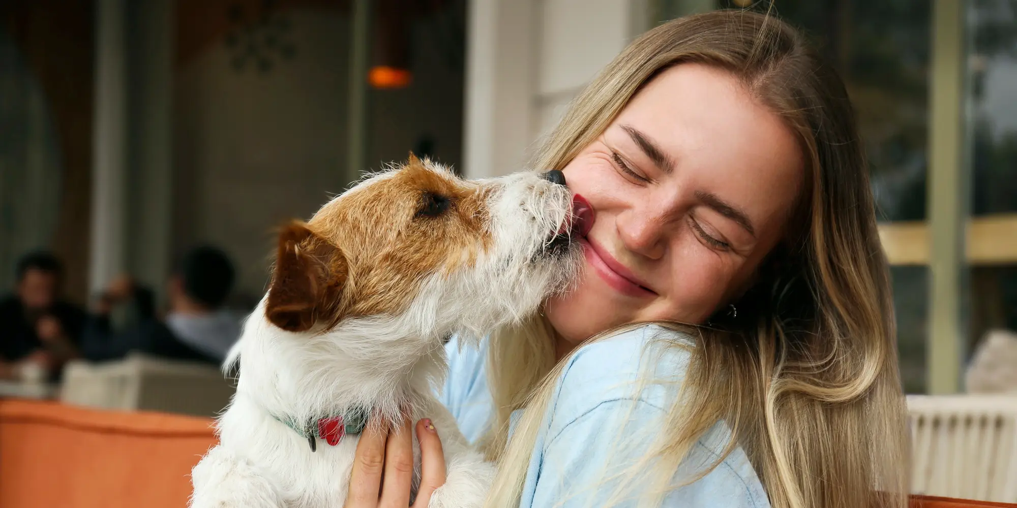 lär dig tolka och förstå hundens signaler