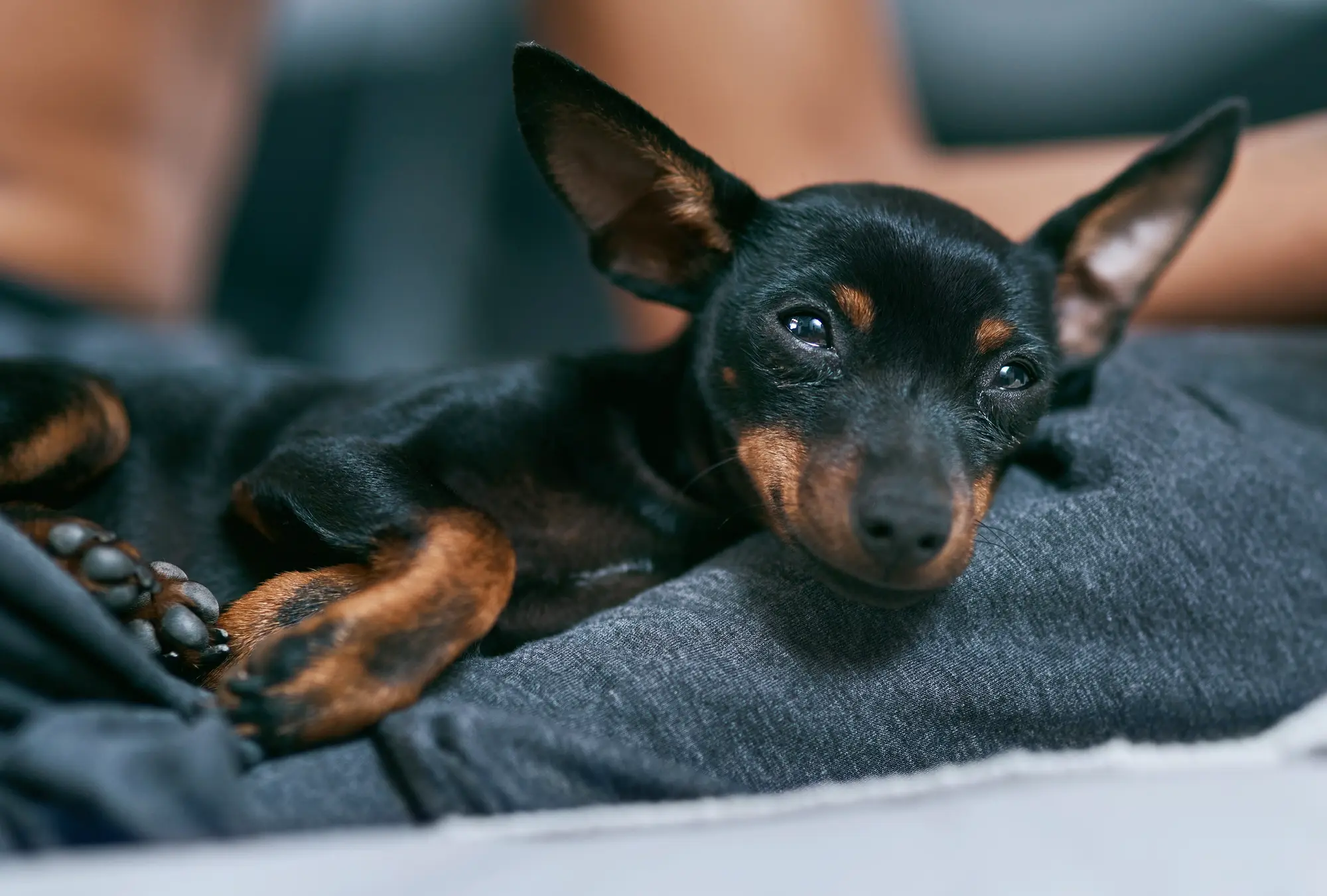 Din valp behöver en trygg plats i hemmet