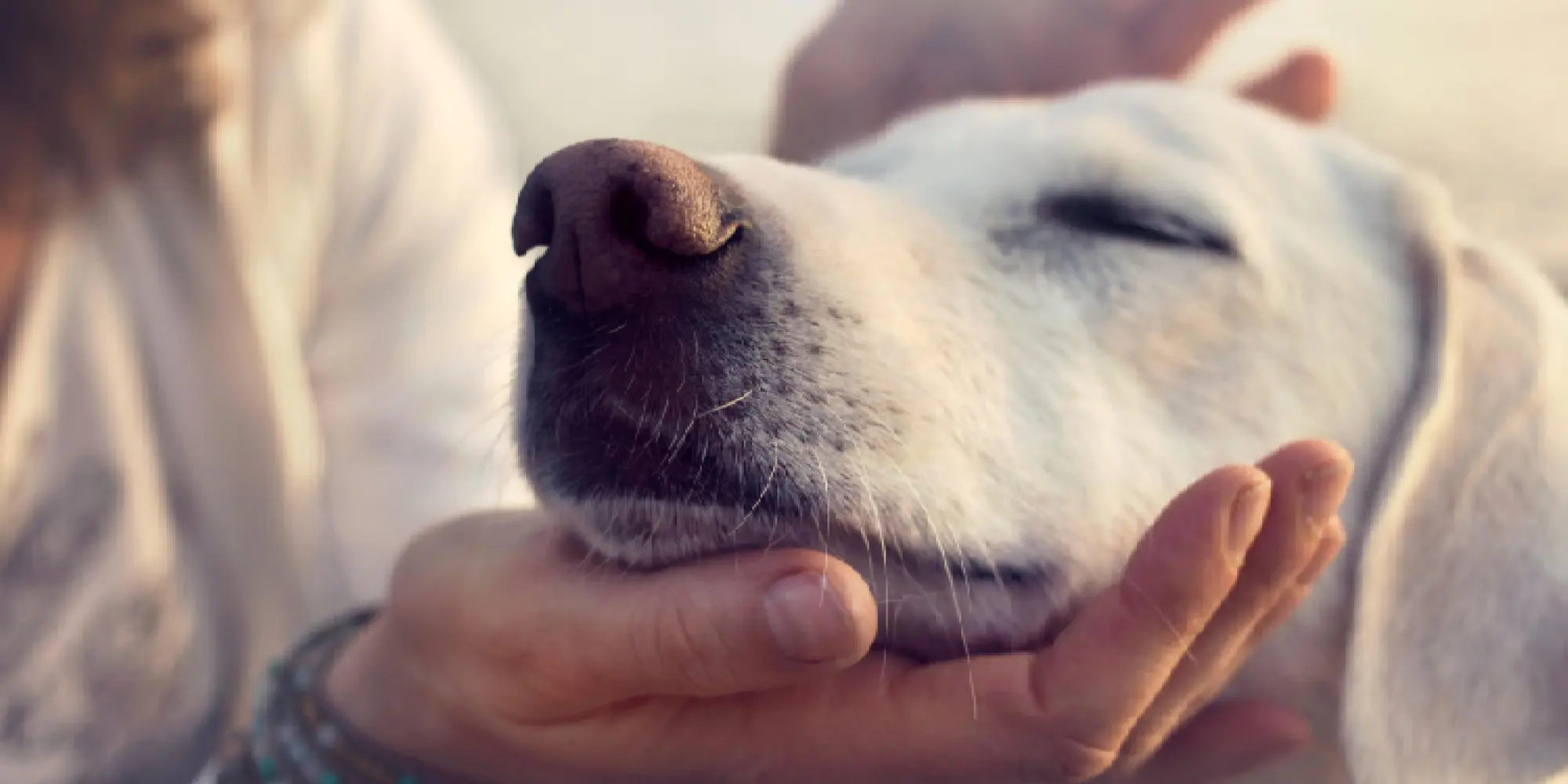 Hundnos