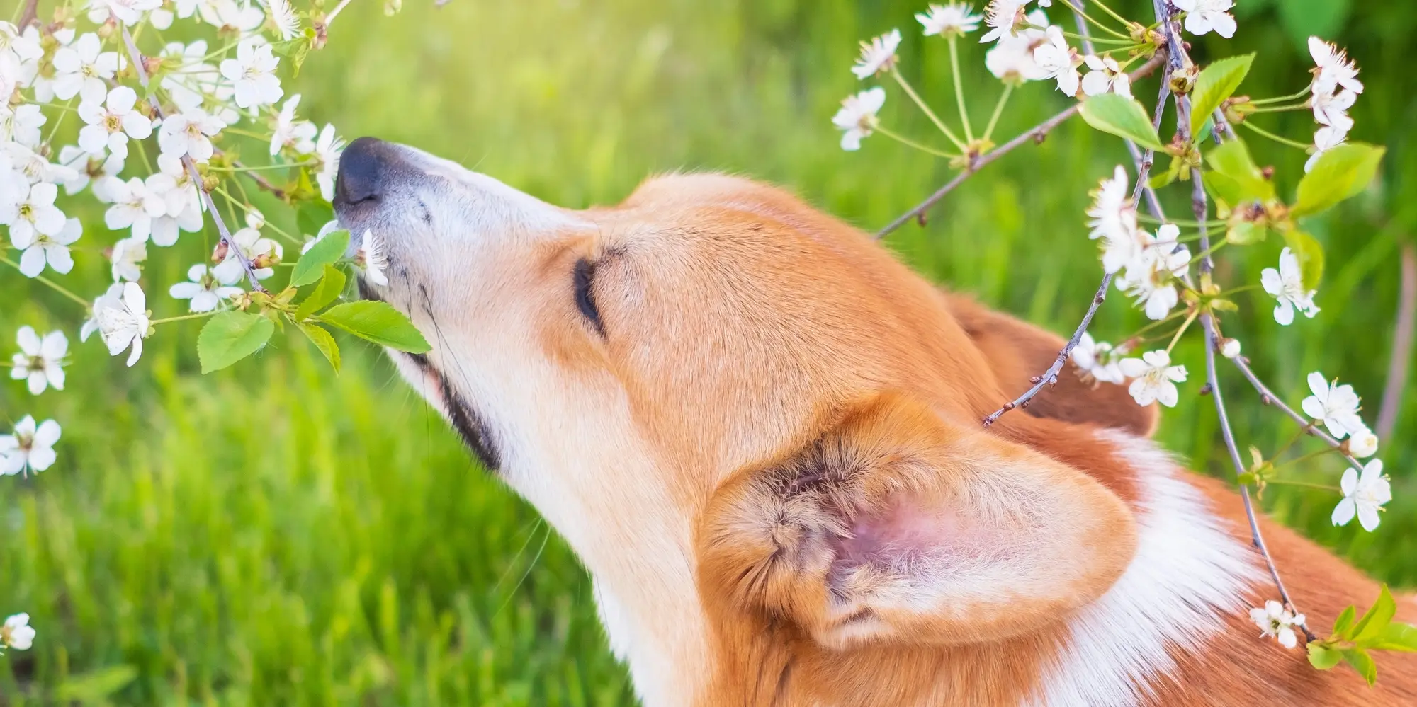 Nosen är hundens superkraft