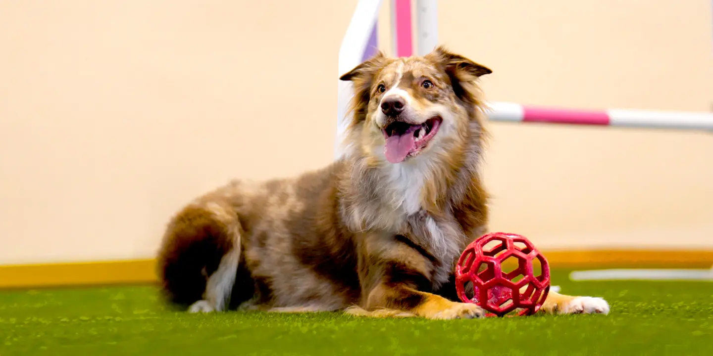 Hundhallen i Örnsköldsvik